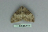  ( - BC ZSM Lep 80119)  @12 [ ] CreativeCommons - Attribution Non-Commercial Share-Alike (2013) Axel Hausmann/Bavarian State Collection of Zoology (ZSM) SNSB, Zoologische Staatssammlung Muenchen