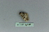  ( - BC ZSM Lep 80121)  @12 [ ] CreativeCommons - Attribution Non-Commercial Share-Alike (2013) Axel Hausmann/Bavarian State Collection of Zoology (ZSM) SNSB, Zoologische Staatssammlung Muenchen
