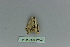  ( - BC ZSM Lep 80122)  @12 [ ] CreativeCommons - Attribution Non-Commercial Share-Alike (2013) Axel Hausmann/Bavarian State Collection of Zoology (ZSM) SNSB, Zoologische Staatssammlung Muenchen
