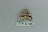  (Scotopteryx sartata - BC ZSM Lep 80124)  @12 [ ] CreativeCommons - Attribution Non-Commercial Share-Alike (2013) Axel Hausmann/Bavarian State Collection of Zoology (ZSM) SNSB, Zoologische Staatssammlung Muenchen