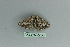  ( - BC ZSM Lep 80160)  @13 [ ] CreativeCommons - Attribution Non-Commercial Share-Alike (2013) Axel Hausmann/Bavarian State Collection of Zoology (ZSM) SNSB, Zoologische Staatssammlung Muenchen
