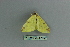  ( - BC ZSM Lep 80167)  @13 [ ] CreativeCommons - Attribution Non-Commercial Share-Alike (2013) Axel Hausmann/Bavarian State Collection of Zoology (ZSM) SNSB, Zoologische Staatssammlung Muenchen