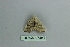  ( - BC ZSM Lep 80179)  @12 [ ] CreativeCommons - Attribution Non-Commercial Share-Alike (2013) Axel Hausmann/Bavarian State Collection of Zoology (ZSM) SNSB, Zoologische Staatssammlung Muenchen