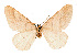  ( - BC GL Lep 0002)  @11 [ ] Copyright (2010) Unspecified Research Collection of Gyula M. Laszlo
