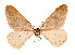  ( - BC GL Lep 0005)  @11 [ ] Copyright (2010) Unspecified Research Collection of Gyula M. Laszlo