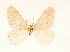  ( - BC GL Lep 0007)  @11 [ ] Copyright (2010) Unspecified Research Collection of Gyula M. Laszlo
