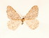  ( - BC GL Lep 0008)  @11 [ ] Copyright (2010) Unspecified Research Collection of Gyula M. Laszlo