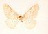  (Erannis kashmirensis - BC GL Lep 0039)  @12 [ ] Copyright (2010) Unspecified Research Collection of Gyula M. Laszlo