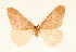  ( - BC GL Lep 0043)  @11 [ ] Copyright (2010) Unspecified Research Collection of Gyula M. Laszlo