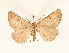  (Contropis - BC GL Lep 0057)  @11 [ ] Copyright (2010) Unspecified Research Collection of Gyula M. Laszlo