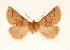  ( - BC GL Lep 0069)  @11 [ ] Copyright (2010) Unspecified Research Collection of Gyula M. Laszlo