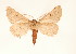  (Crocallis transcaucasica - BC GL Lep 0071)  @14 [ ] Copyright (2010) Unspecified Research Collection of Gyula M. Laszlo