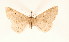  ( - BC GL Lep 0072)  @13 [ ] Copyright (2010) Unspecified Research Collection of Gyula M. Laszlo