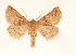  ( - BC GL Lep 0073)  @14 [ ] Copyright (2010) Unspecified Research Collection of Gyula M. Laszlo