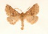  ( - BC GL Lep 0074)  @14 [ ] Copyright (2010) Unspecified Research Collection of Gyula M. Laszlo