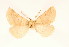  ( - BC GL Lep 0077)  @11 [ ] Copyright (2010) Unspecified Research Collection of Gyula M. Laszlo