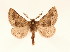  ( - BC GL Lep 0080)  @14 [ ] Copyright (2010) Unspecified Research Collection of Gyula M. Laszlo