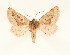  ( - BC GL Lep 0081)  @14 [ ] Copyright (2010) Unspecified Research Collection of Gyula M. Laszlo