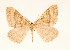  ( - BC GL Lep 0093)  @13 [ ] Copyright (2010) Unspecified Research Collection of Gyula M. Laszlo