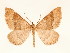  ( - BC GL Lep 0094)  @11 [ ] Copyright (2010) Unspecified Research Collection of Gyula M. Laszlo