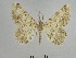  ( - BC SMNK Lep 00005)  @13 [ ] Copyright (2010) Unspecified Staatliches Museum fuer Naturkunde Karlsruhe