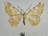  ( - BC SMNK Lep 00013)  @13 [ ] Copyright (2010) Unspecified Staatliches Museum fuer Naturkunde Karlsruhe