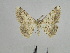  ( - BC SMNK Lep 00035)  @13 [ ] Copyright (2010) Unspecified Staatliches Museum fuer Naturkunde Karlsruhe