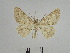  ( - BC SMNK Lep 00040)  @13 [ ] Copyright (2010) Unspecified Staatliches Museum fuer Naturkunde Karlsruhe