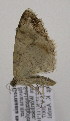  ( - BC ZSM Lep 02740)  @12 [ ] CreativeCommons - Attribution Non-Commercial Share-Alike (2010) Unspecified SNSB, Zoologische Staatssammlung Muenchen