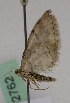  ( - BC ZSM Lep 02762)  @13 [ ] CreativeCommons - Attribution Non-Commercial Share-Alike (2010) Unspecified SNSB, Zoologische Staatssammlung Muenchen