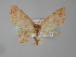  (Cyclophora AH07Pe - BC ZSM Lep 04420)  @13 [ ] CreativeCommons - Attribution Non-Commercial Share-Alike (2010) Unspecified SNSB, Zoologische Staatssammlung Muenchen