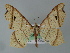  ( - BC ZSM Lep 04422)  @14 [ ] CreativeCommons - Attribution Non-Commercial Share-Alike (2010) Unspecified SNSB, Zoologische Staatssammlung Muenchen