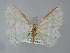  ( - BC ZSM Lep 04423)  @12 [ ] CreativeCommons - Attribution Non-Commercial Share-Alike (2010) Unspecified SNSB, Zoologische Staatssammlung Muenchen