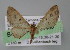  ( - BC ZSM Lep 04436)  @13 [ ] CreativeCommons - Attribution Non-Commercial Share-Alike (2010) Unspecified SNSB, Zoologische Staatssammlung Muenchen