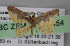  ( - BC ZSM Lep 04454)  @12 [ ] CreativeCommons - Attribution Non-Commercial Share-Alike (2010) Unspecified SNSB, Zoologische Staatssammlung Muenchen