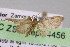  ( - BC ZSM Lep 04456)  @12 [ ] CreativeCommons - Attribution Non-Commercial Share-Alike (2010) Unspecified SNSB, Zoologische Staatssammlung Muenchen