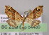  ( - BC ZSM Lep 04480)  @11 [ ] CreativeCommons - Attribution Non-Commercial Share-Alike (2010) Unspecified SNSB, Zoologische Staatssammlung Muenchen