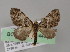  (Eupithecia GB09Ec - BC ZSM Lep 04486)  @14 [ ] CreativeCommons - Attribution Non-Commercial Share-Alike (2010) Unspecified SNSB, Zoologische Staatssammlung Muenchen