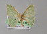  (Lissochlora ceciliaAH02Ec - BC ZSM Lep 04510)  @13 [ ] CreativeCommons - Attribution Non-Commercial Share-Alike (2010) Unspecified SNSB, Zoologische Staatssammlung Muenchen
