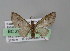  ( - BC ZSM Lep 04511)  @13 [ ] CreativeCommons - Attribution Non-Commercial Share-Alike (2010) Unspecified SNSB, Zoologische Staatssammlung Muenchen