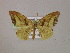  ( - BC ZSM Lep 05830)  @13 [ ] CreativeCommons - Attribution Non-Commercial Share-Alike (2010) Unspecified SNSB, Zoologische Staatssammlung Muenchen