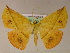  ( - BC ZSM Lep 05833)  @11 [ ] CreativeCommons - Attribution Non-Commercial Share-Alike (2010) Unspecified SNSB, Zoologische Staatssammlung Muenchen