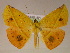  (Cratoptera primulariaAM01Br - BC ZSM Lep 05834)  @11 [ ] CreativeCommons - Attribution Non-Commercial Share-Alike (2010) Unspecified SNSB, Zoologische Staatssammlung Muenchen