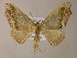  ( - BC ZSM Lep 05845)  @14 [ ] CreativeCommons - Attribution Non-Commercial Share-Alike (2010) Unspecified SNSB, Zoologische Staatssammlung Muenchen