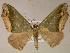  ( - BC ZSM Lep 05847)  @14 [ ] CreativeCommons - Attribution Non-Commercial Share-Alike (2010) Unspecified SNSB, Zoologische Staatssammlung Muenchen