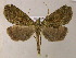  ( - BC ZSM Lep 05849)  @13 [ ] CreativeCommons - Attribution Non-Commercial Share-Alike (2010) Unspecified SNSB, Zoologische Staatssammlung Muenchen