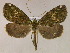  ( - BC ZSM Lep 05854)  @13 [ ] CreativeCommons - Attribution Non-Commercial Share-Alike (2010) Unspecified SNSB, Zoologische Staatssammlung Muenchen