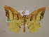  ( - BC ZSM Lep 05859)  @13 [ ] CreativeCommons - Attribution Non-Commercial Share-Alike (2010) Unspecified SNSB, Zoologische Staatssammlung Muenchen