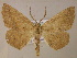  (Isochromodes AH11Br - BC ZSM Lep 05860)  @14 [ ] CreativeCommons - Attribution Non-Commercial Share-Alike (2010) Unspecified SNSB, Zoologische Staatssammlung Muenchen