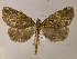  ( - BC ZSM Lep 05861)  @12 [ ] CreativeCommons - Attribution Non-Commercial Share-Alike (2010) Unspecified SNSB, Zoologische Staatssammlung Muenchen